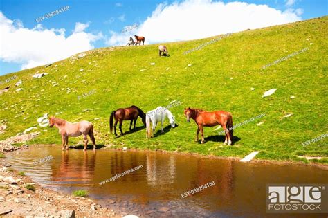 Horses Drinking Water From A Pond In The Mountains Stock Photo