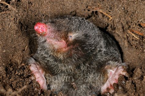 Как поймать крота (talpa europaea). European Mole (Talpa europaea) | Maulwurf | Solvin Zankl ...