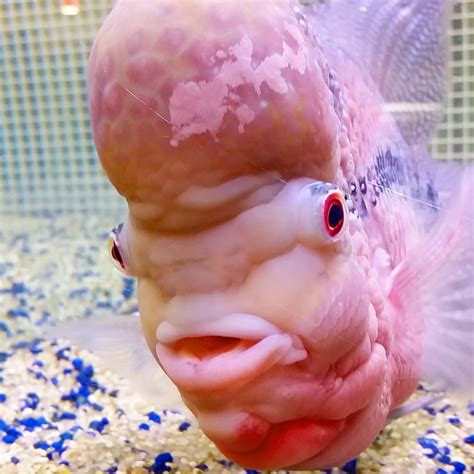 Tumor Fish Looking Stunning As Ever Yelp