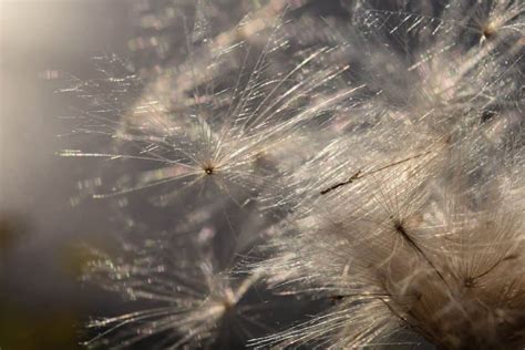 free picture flora dandelion seed plant nature flower