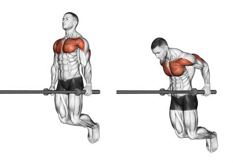 What Muscles Do Dips Work Parallel Vs Bench Dips Heromuscles