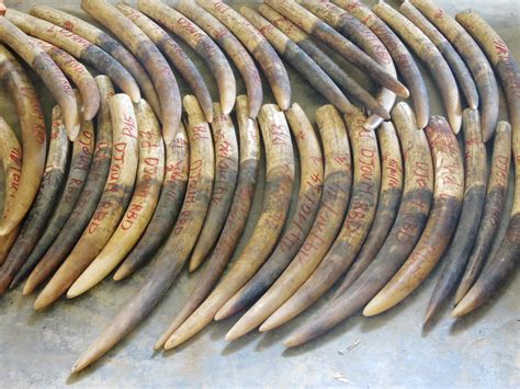 Singapore Makes Its Biggest Ever Illegal Ivory Seizure