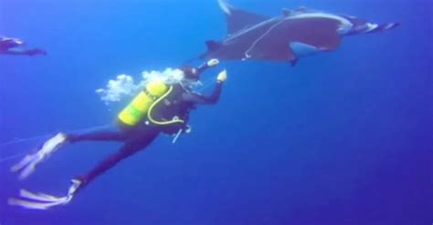 Diver Rescue Giant Manta Ray From Fish Line But Watch The Reaction