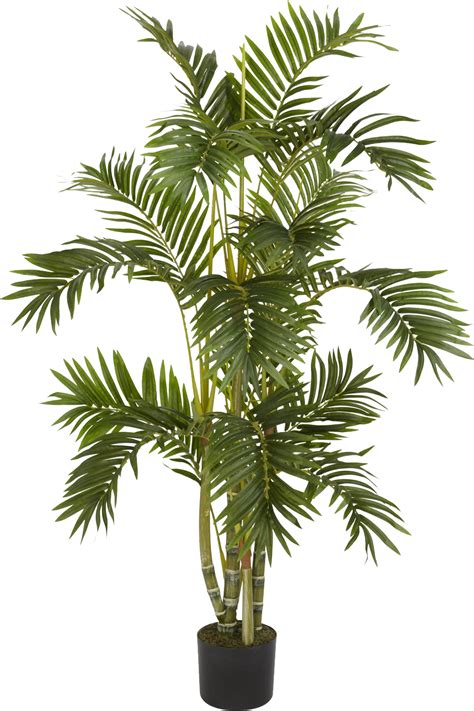 House Plant Png Picture 2232467 House Plant Png