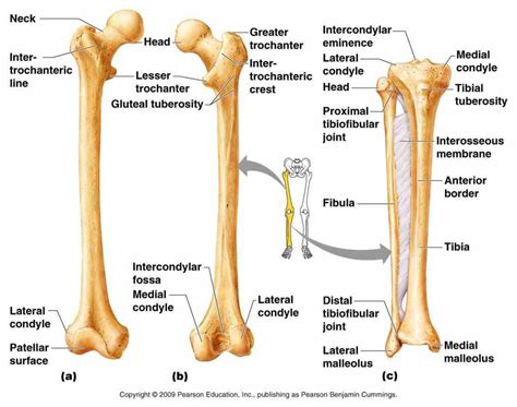 Appendicular Skeleton Anatomy Parts