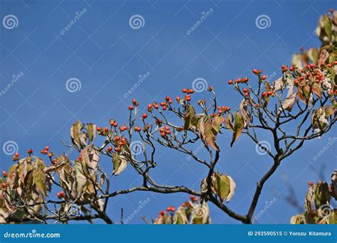 Flowering Dogwood Cornus Florida Fruits Cornaceae Deciduous Tree