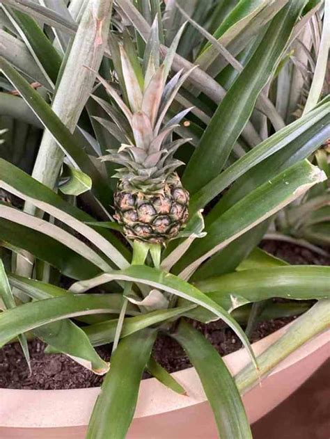How To Grow A Pineapple Indoors Gardening Channel Growing Pineapple