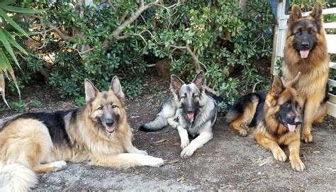 Three German Shepherd Dogs Sitting Next To Each Other In Front Of