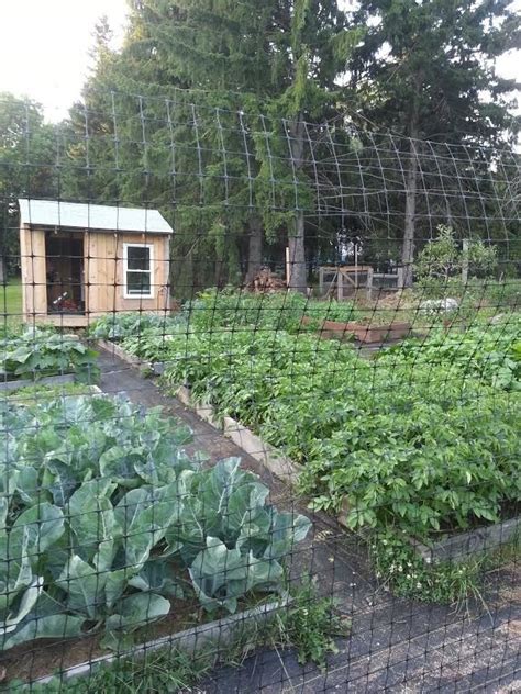 Enclosed Vegetable Garden With Raised Beds Farmhouse