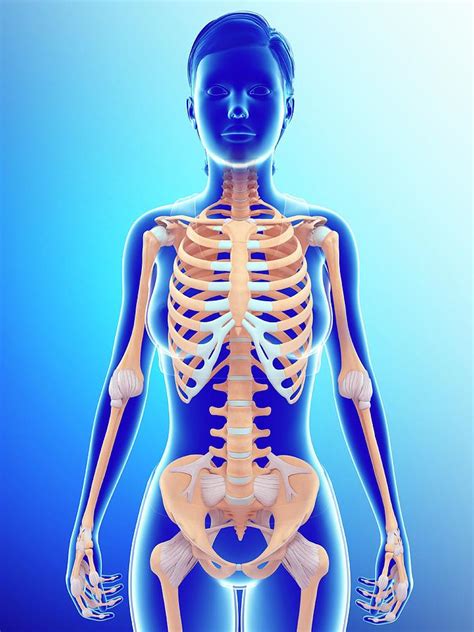 Female Skeletal System Photograph By Pixologicstudio Science Photo Library