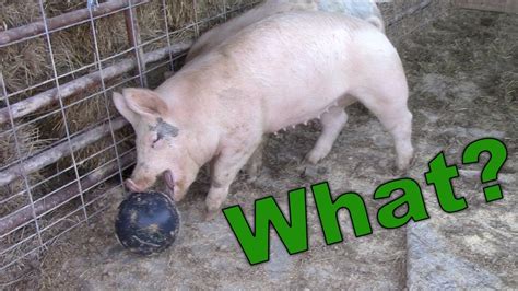 I Bought The Pigs A Bowling Ball Youtube