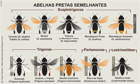 Bee News Guia Para Iniciantes Abelha Limão Lestrimelitta Limao