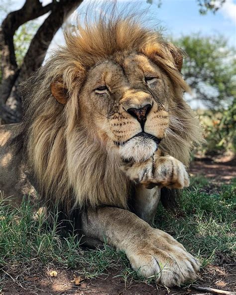 Vayetse Would Like To Wish You All A Happyvalentinesday 😚😍 Lion