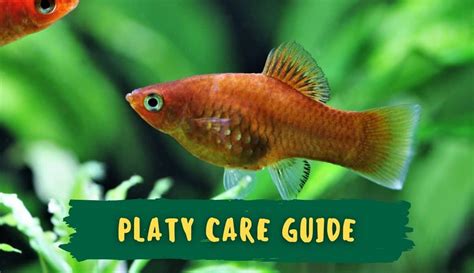 Ultimate Platy Fish Care Guide Food Parameters Tank