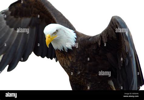 Bald Eagle Claws Close Up Hi Res Stock Photography And Images Alamy