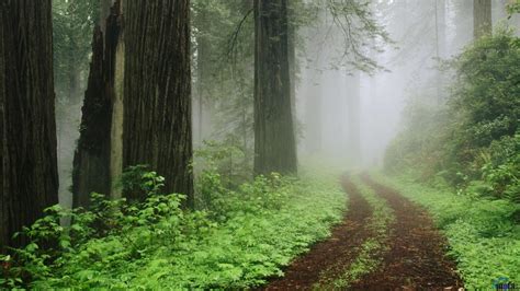Giant Redwood Forest Wallpapers Top Free Giant Redwood Forest