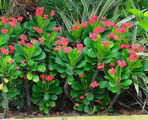 Crown of thorns is popular as a houseplant and is grown in warm climates as a garden shrub. Crown of Thorns | Picture Plants | Crown of thorns plant ...