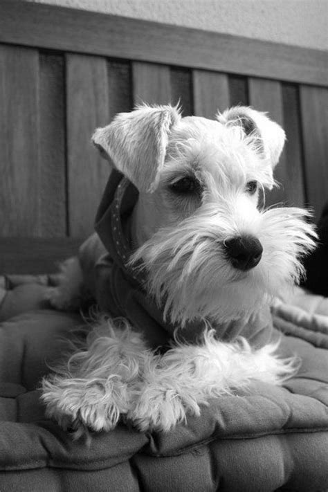 Pin By Katherine Baron On Dogpuppy Photography Black And White
