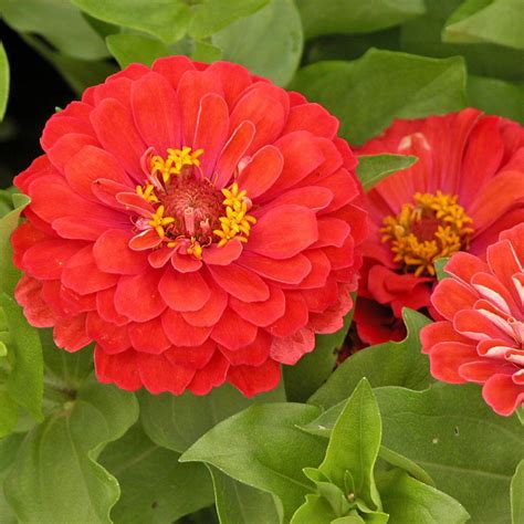 These flower seeds are fast growing and will fill up your garden beds, pots and containers with masses of bright blooms. 12 Best Annual Flowers to Grow From Seed | Easy to grow ...