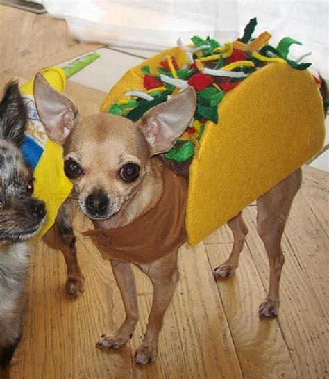 14 Costumes That Prove Chihuahuas Always Win At Halloween