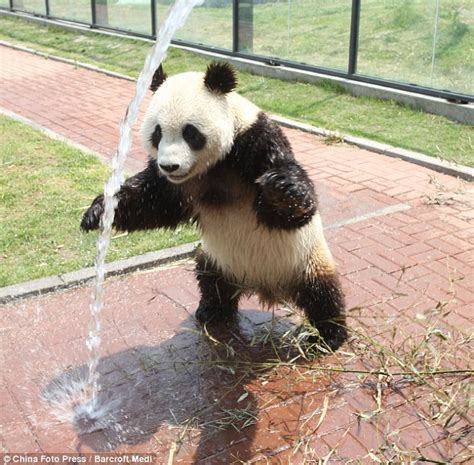 You Know Its Too Hot Out When Pandas Run Through Sprinklers Guff