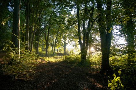 Woodland South Of England Autumn Evening Sunlight Woodland