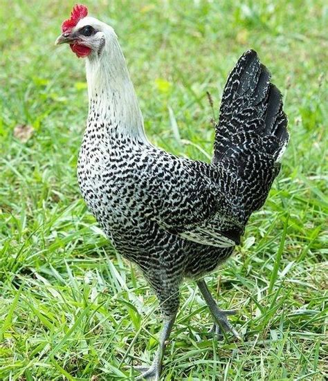 Egyptian Fayoumi Lay Very Well Chickens For Sale Best Egg Laying