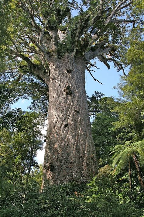 00 29 0496 Waipoua Forest Nz Kauri Baum Tane Mahuta Agathis
