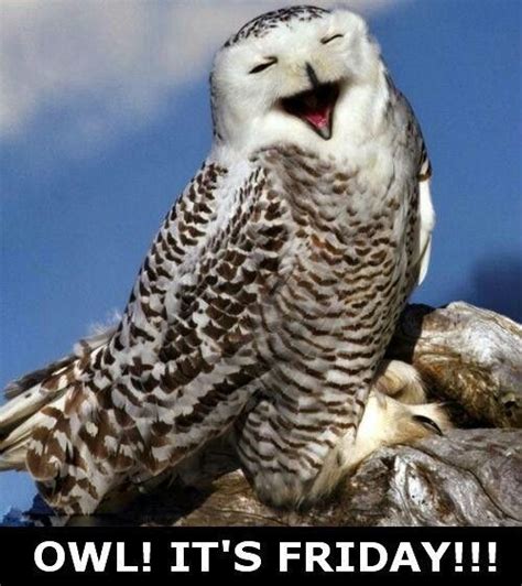 Friday Owl Owl Owl Pictures Happy Owl