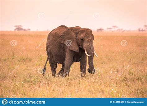 Lonely African Elephant In The Savannah Of Serengeti At