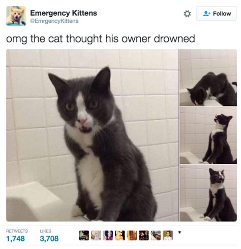 44 Hilarious Cat Tweets From 2016 Cute Animals Funny Animals Cat Memes