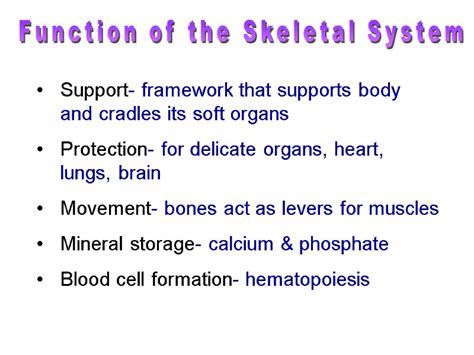Skeletal System Function Of The Skeletal System Support