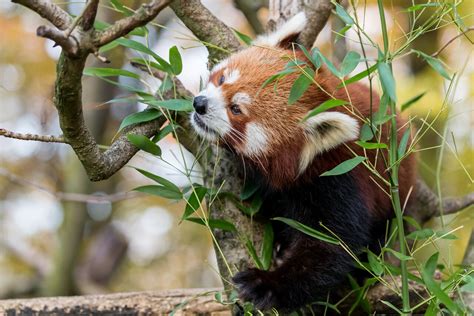We did not find results for: Red Panda Sikkim Animals Name : Do You Know These Facts ...