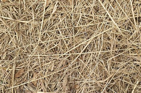Free Tan Straw Nature Texture Texture Lt Patterns In Nature