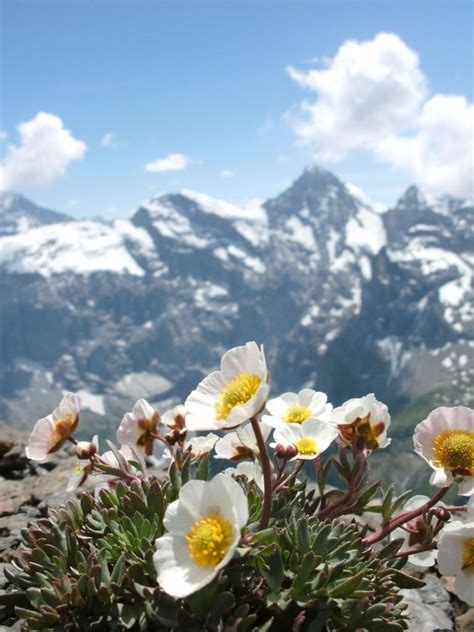 White Flowers With Yellow Centers In Front Of Snowy Mountains
