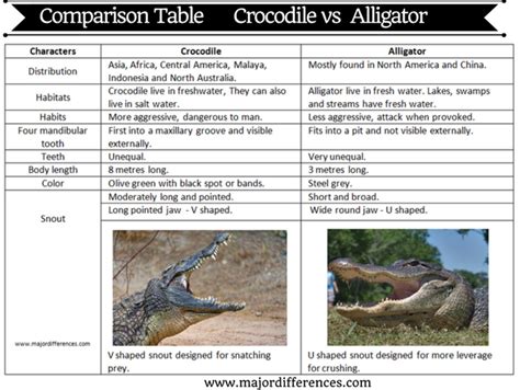 10 Differences Between Crocodile And Alligator Crocodile Vs Alligator