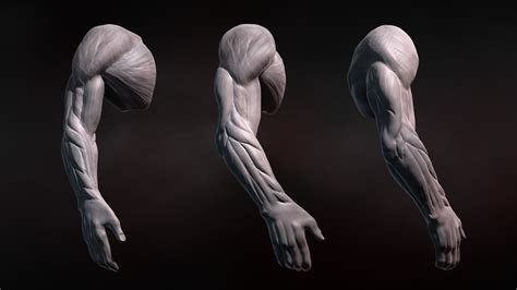 Sculpting Human Arms In Zbrush Pluralsight