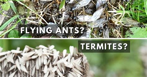 Flying Ants Vs Termites Abc Termite And Pest Control Omaha And Lincoln