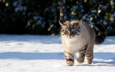 44 Cats In Snow Wallpapers Wallpapersafari
