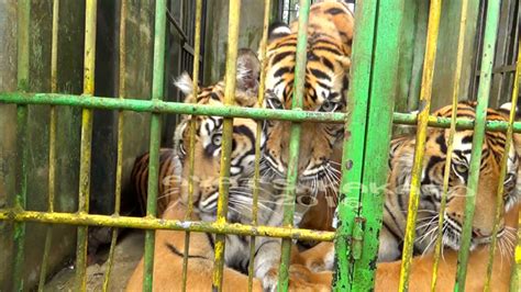 Tak Satupun Kebun Binatang Di Indonesia Punya Hutan Rehabilitasi