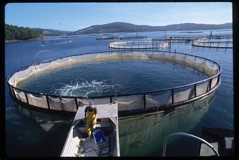 The Rise In Aquaculture