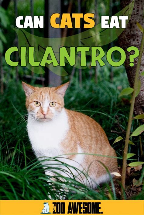 The safest way to do this is to purchase a. Can Cats Eat Cilantro? in 2020 | Cat nutrition, Cats, Cat diet