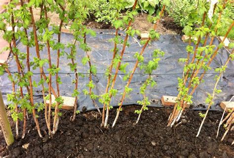 Raspberry Canes Soil Preparation And Planting