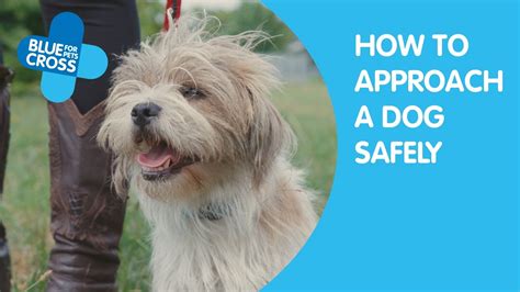 How To Approach A Dog Blue Cross Youtube