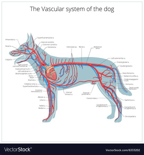 Vascular System Dog Royalty Free Vector Image Vectorstock