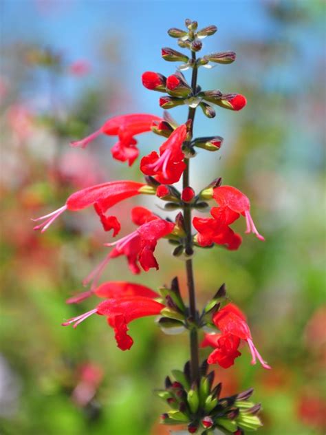 Scarlet Sage Herb Caring For A Scarlet Sage Plant