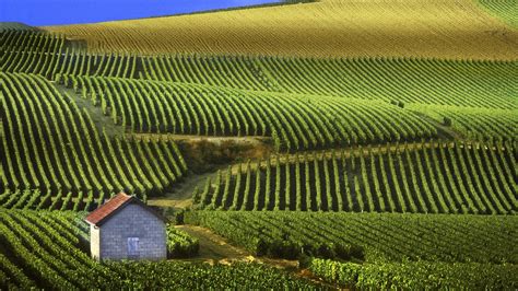 Vineyard Wallpapers Top Free Vineyard Backgrounds Wallpaperaccess