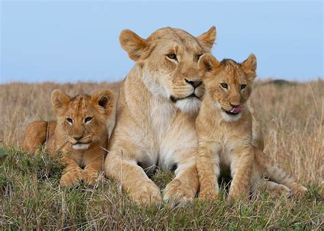 Desktop Hintergrundbilder Löwen Löwin Jungtiere Gras Drei 3 Tiere