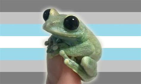 Demiboy Pfp Pride Flags Profile Picture Frog