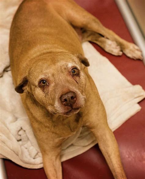 Pet Of The Week 12 Year Old Dream Dog Gets Better With Age